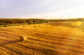 Fundamentalne wzrosty cen zbóż