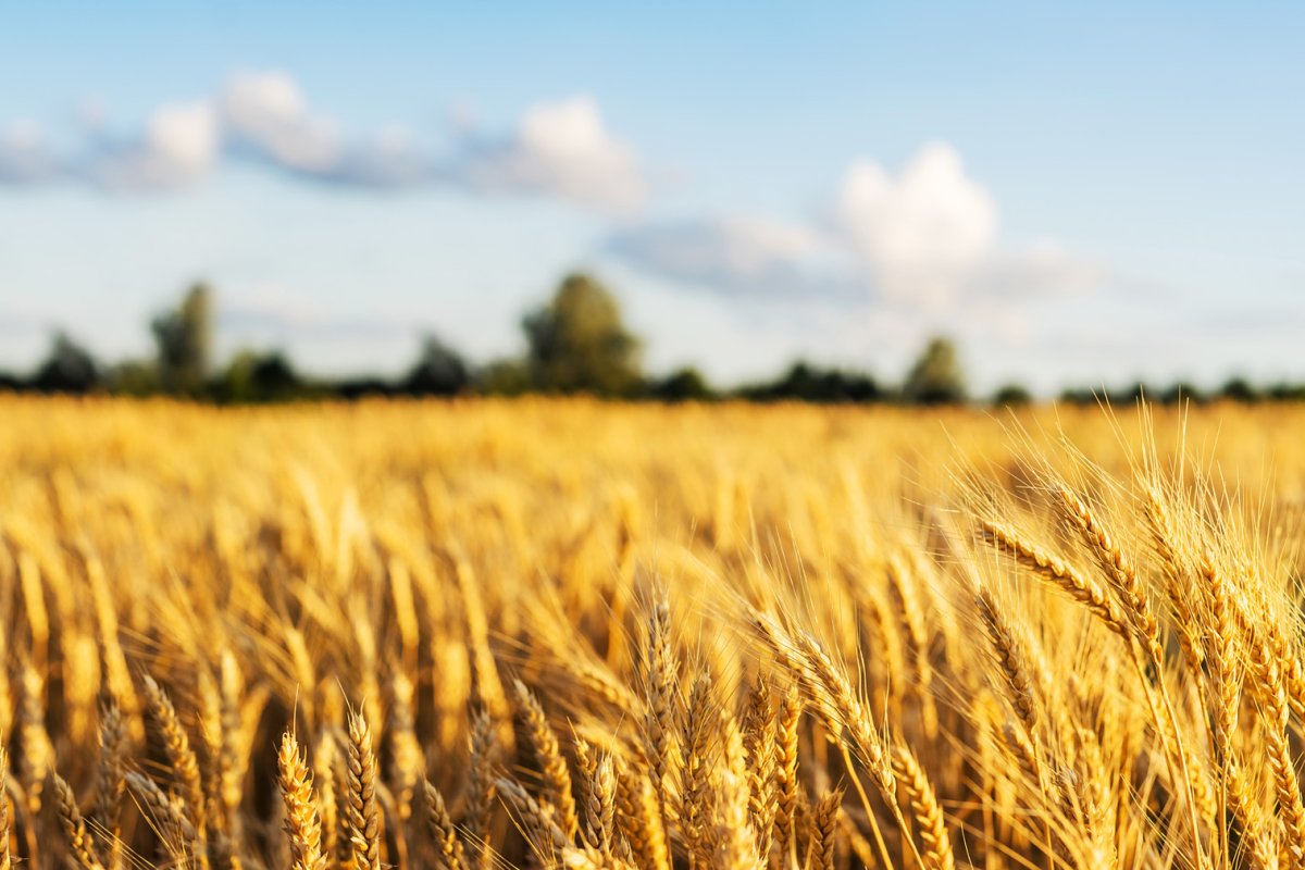 Szanse na wznowienie eksportu ropy z północnego Iraku